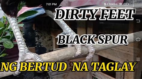 Senyales NG Manok .